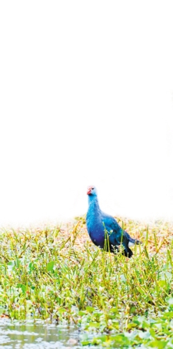 21041633889455182 21041633889455182